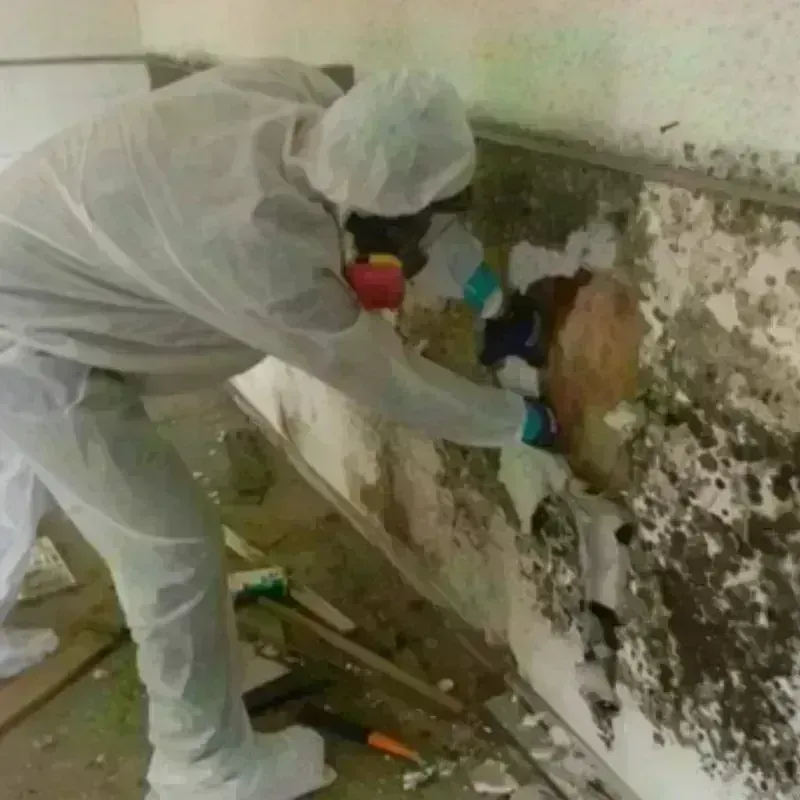 Mold Remediation and Removal in Princeton, NC